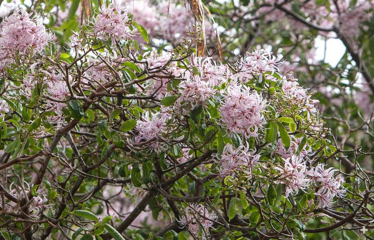 Large, showy spikes of pink to mauve flowers cover the entire crown of the Cape chestnut tree during summer.