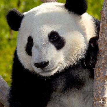 A wild giant panda eats 23 to 36 pounds (12 to 15 kilograms) of bamboo each day, which takes about 12 hours.