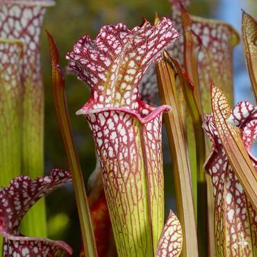 Close-up of an American pitcher plant "trap"