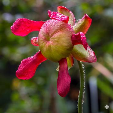 American pitcher plant flower
