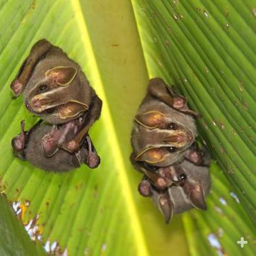 Common tent-making bats chew a leaf in such a way as to cause it to fold over the animals like a tent.