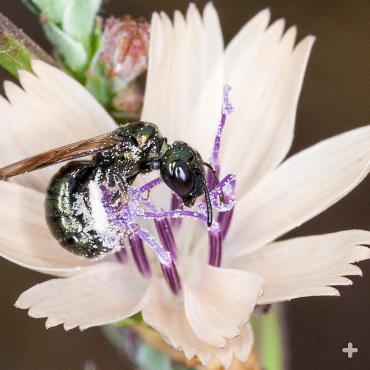 Metallic bees are in the family of sweat bees, Halictidae. 