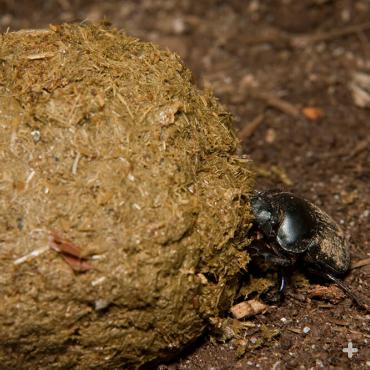Dung beetles are on a roll! They use poop from other animals as shelter, food, and even to woo lady dung beetles. 
