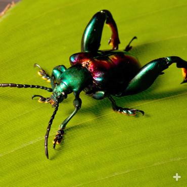 Frog-legged leaf beetles of Southeast Asia sport some serious gams, which prove helpful when sparring with other males for females.