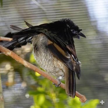 Bird of Paradise (Bird) | San Diego Zoo Animals & Plants