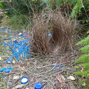 Satin bowerbird males are partial to blue objects for decorating their bowers.