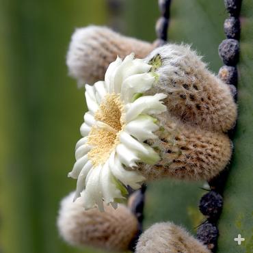 Cardon cactus bloom