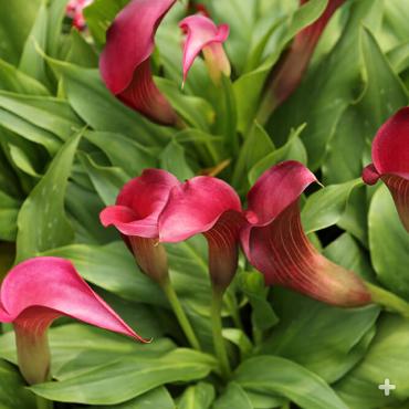 Calla lily cultivar