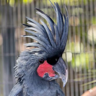 Its long, stiff crest, huge hooked bill, and red facial skin give the palm cockatoo a unique look.
