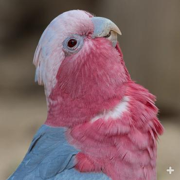 Rose-breasted cockatoos or galahs are a common sight in Australia.