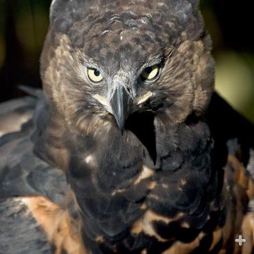 The crowned eagle is at home in the treetops.