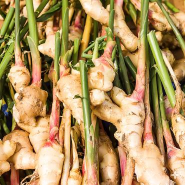Ginger "roots" are actually rhizomes.