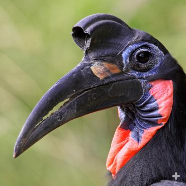 The Abyssinian hornbill is one of only two carnivorous hornbill species. The other is the southern ground hornbill.