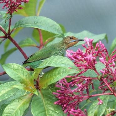 As hummingbirds use their bill to get at a flower’s nectar, pollen from the flower dusts their head. When they zip to the next blossom, they deposit the pollen to help the flower reproduce. 