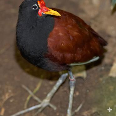 Most jacanas, like this wattled jacana, have a fleshy area on the head called a frontal shield.
