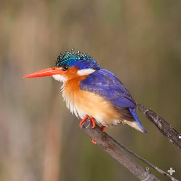 The malachite kingfisher, found in sub-Saharan Africa, lives near rivers, streams, and wetlands.