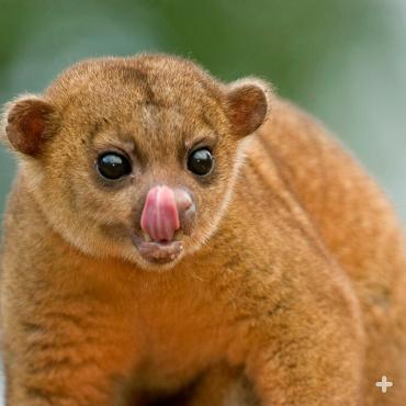 A diet of fruits, nectar, and honey gives rise to the kinkajou's nickname, the honey bear.
