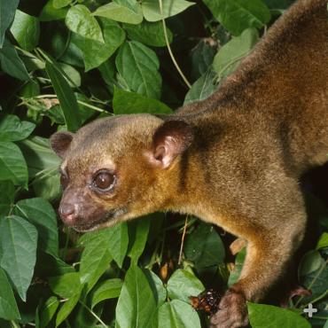 The kinkajou has a bow-legged walk that helps the animal travel on the rounded contours of thick branches.