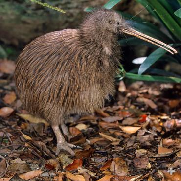 The kiwi is the only bird in the world that has nostrils at the tip of its bill. It has a highly developed sense of smell, using only scent to find food.