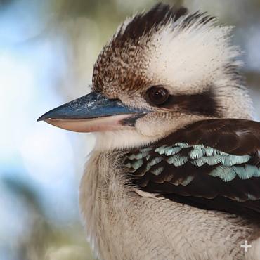 Kookaburra chicks are ready to fledge 33 to 39 days after they hatch, but they still need the group for food for two months after fledging.