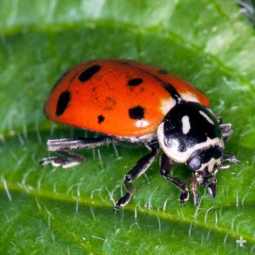 Ladybugs roam up and down a plant in search of a tasty treat.