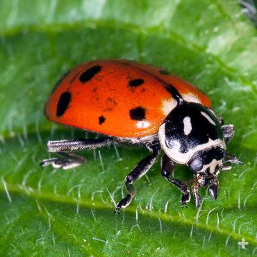 Ladybug | San Diego Zoo Animals & Plants Ladybug | San Diego Zoo Animals & Plants