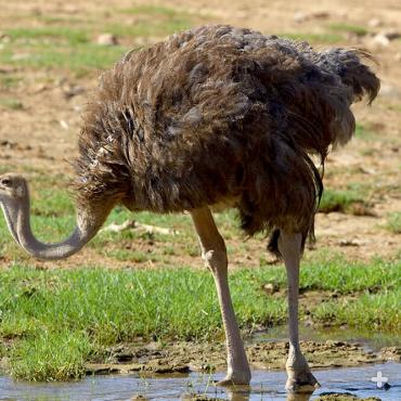 Unlike most birds’ feathers, ostrich feathers are loose, soft, and smooth. They don’t hook together the way feathers of other birds do, giving ostriches a "shaggy" look.