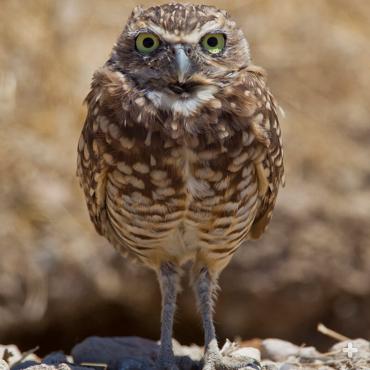 Most owls live in trees, but burrowing owls live in underground burrows.