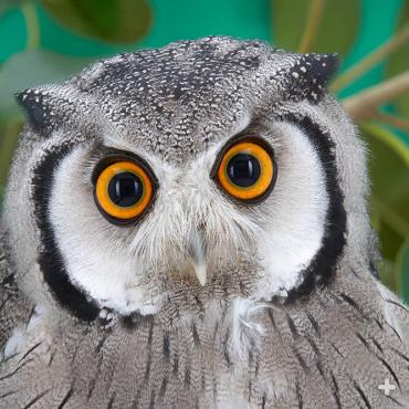 This southern white-faced owl's eyes are so big in comparison to its head that there is little room for eye muscles. That's why owls can’t move their eyes. Instead, they move their entire head to closely follow the movement of prey.