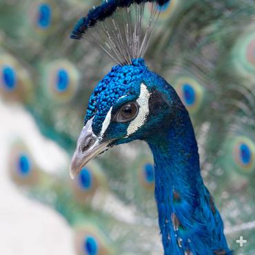 The peacock’s ability to attract peahens is directly related to the perfection of his spectacular train, including its overall length, the number of iridescent “eyes” that are present, and even their pattern symmetry.