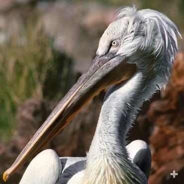 The Dalmatian pelican’s nape feathers earn it an alternative name: curly headed pelican.