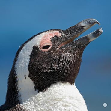 One of the African penguin's most distinctive features is a small pink gland above each eye, which helps them cope with high temperatures in South Africa. 