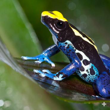 Dyeing poison frogs, like this one, get their name from a legend about indigenous peoples using the frog to change a parrot’s feathers from green to red or yellow.