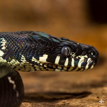 The colorful Boelen’s python was not identified by western science until 1953.
