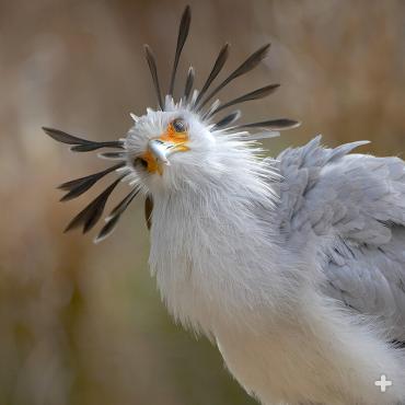 Long, dark quills at the back of the head give the secretary bird a very distinctive look.