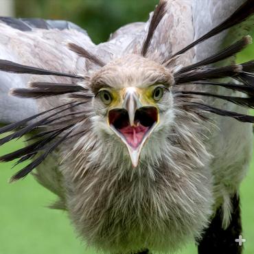 Pairs of secretary birds can cover more than 20 miles (32 kilometers) in a day of hunting on foot.