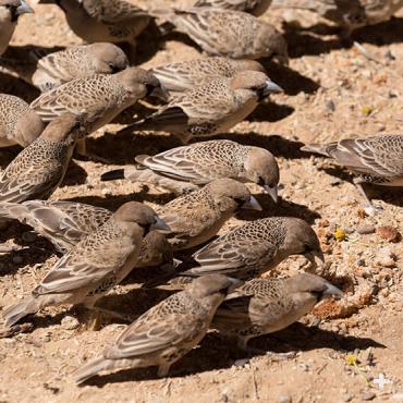 Sociable weavers are champions at getting along with others, even other bird species.