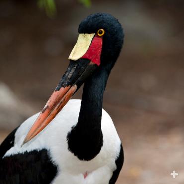 The colorful saddlebill stork's long legs give it an excellent vantage point for fishing in wetlands in sub-Saharan Africa. It stabs at prey with its long bill and swallows it whole.