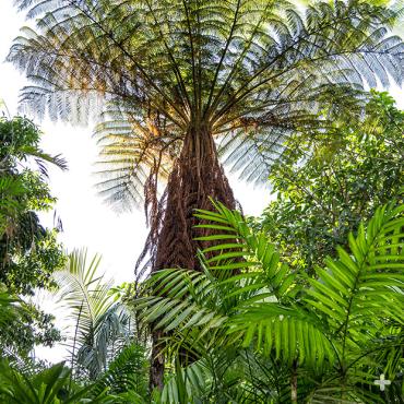 A large tree fern reaches up to the sunlight at the San Diego Zoo.