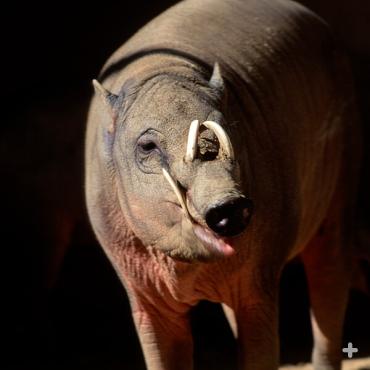 The word "babirusa" means "pig deer," reflecting its barrel-shaped body and tusks reminiscent of antlers. 
