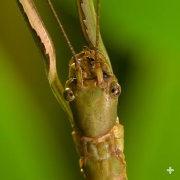 Giant stick insect