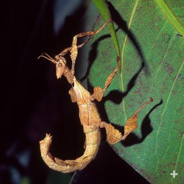 Black-and-Red Stick Insect, Phasmid