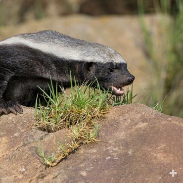 The honey badger's skin is so thick that it can withstand bee stings, porcupine quills, and even dog bites!