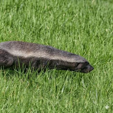 Honey badgers can dig dens nine feet deep! When frightened, they can drop a "stink bomb" to deter predators.