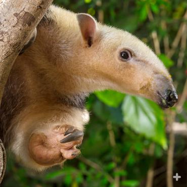 Formidable claws help tamanduas climb rain-slicked trees.