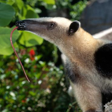 A tamandua's tongue can reach 16 inches in length! 