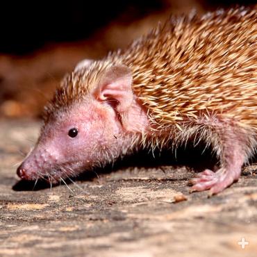 The lesser hedgehog tenrec uses its keen nose to find food.