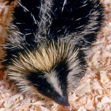 Lowland streaked tenrec is one of the more than 20 tenrec species on Madagascar. 