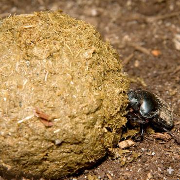 A solo dung beetle rolling a large dung ball.