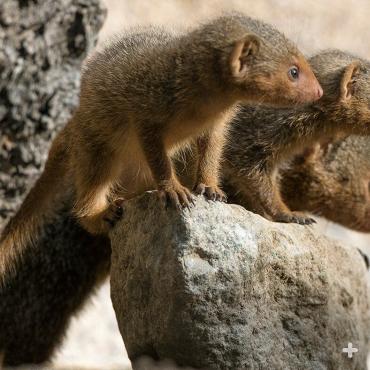 A pair of baby mongooses with their mother.